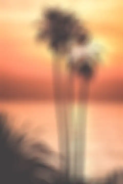 Sunset Blur Palm Tree Background HD Donwload