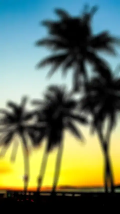 Sunset Blur Palm Tree Background HD Donwload