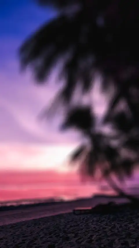 Sunset Blur Palm Tree Background HD Donwload