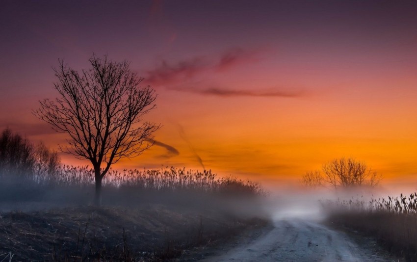 Sunset Dead Tree Background HD Download