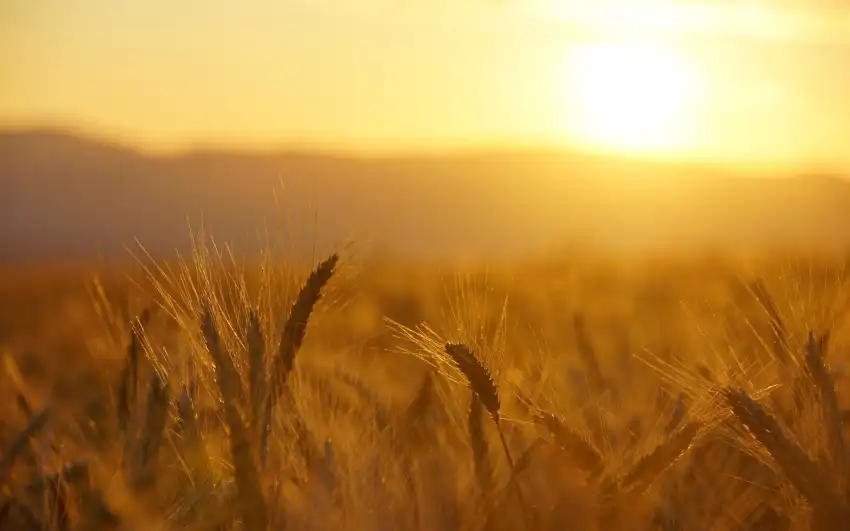 Sunset Field Background  HD Download