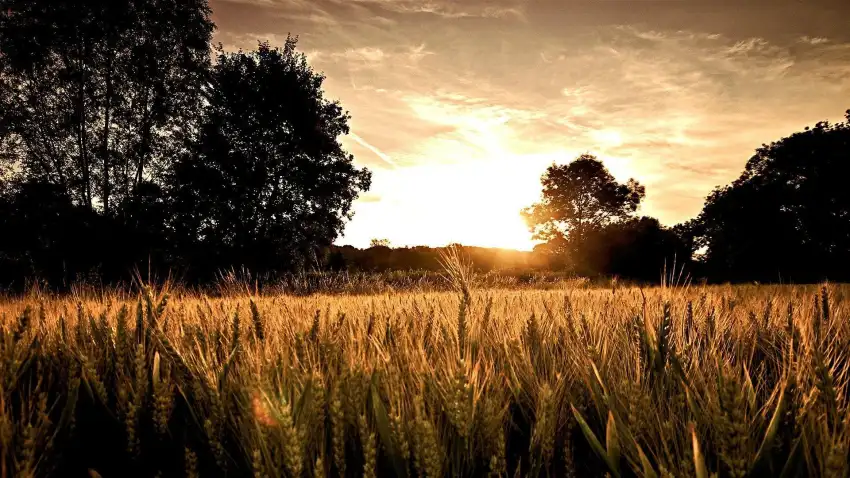 Sunset Field Background  HD Download