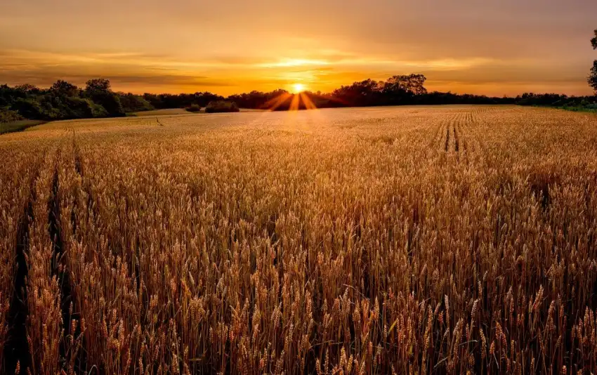 Sunset Field Background  HD Download