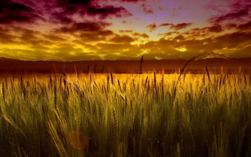 Sunset Field Background  HD Download