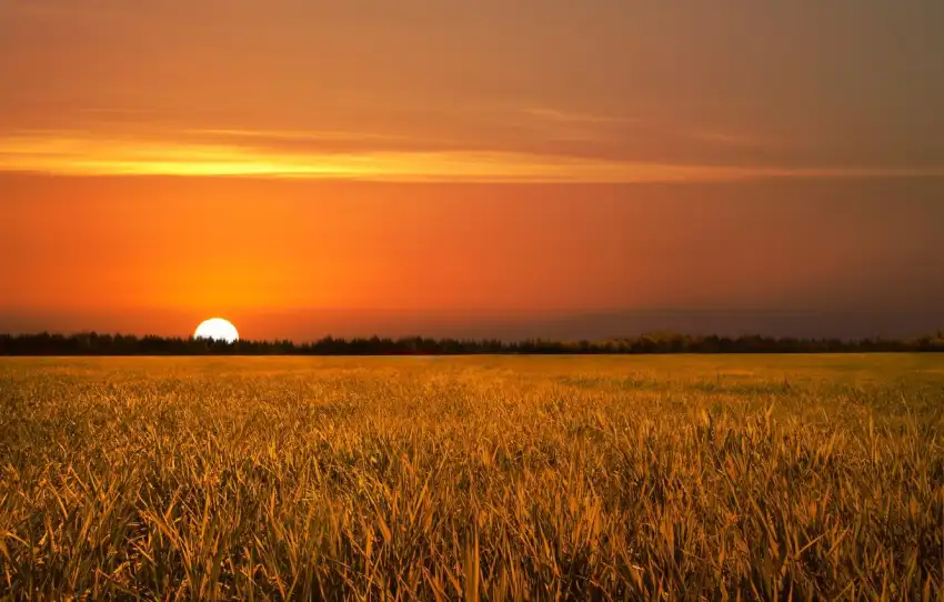 Sunset Field Background  HD Download