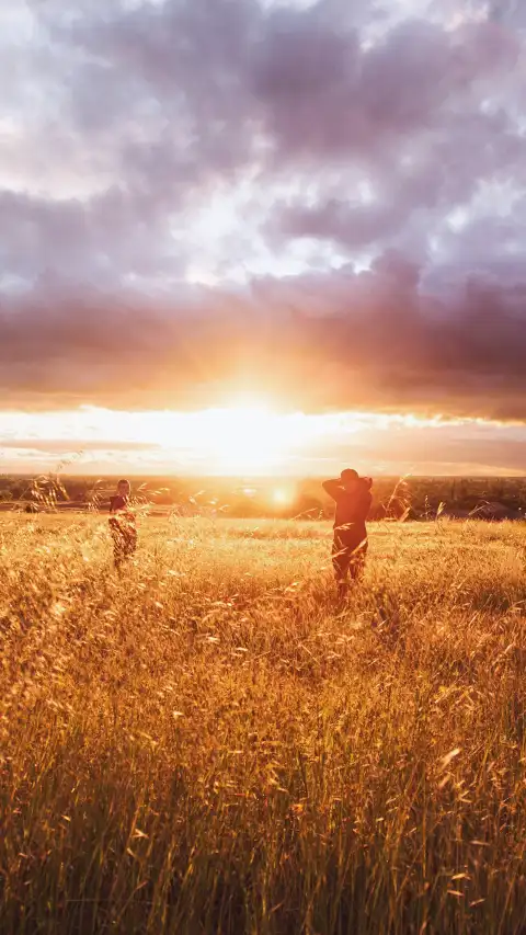 Sunset Field Background  HD Download