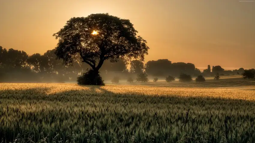 Sunset Field Background  HD Download