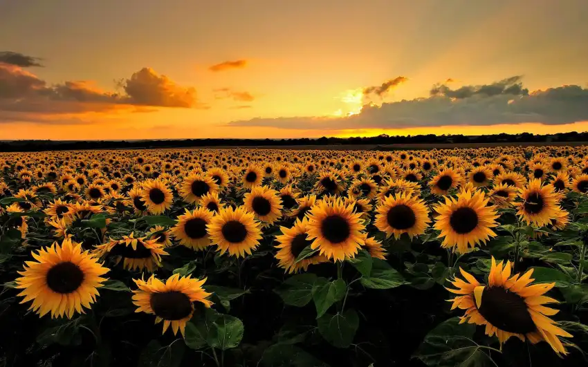 Sunset Field Background  HD Download