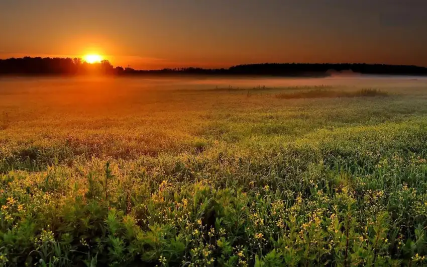 Sunset Field Background  HD Download