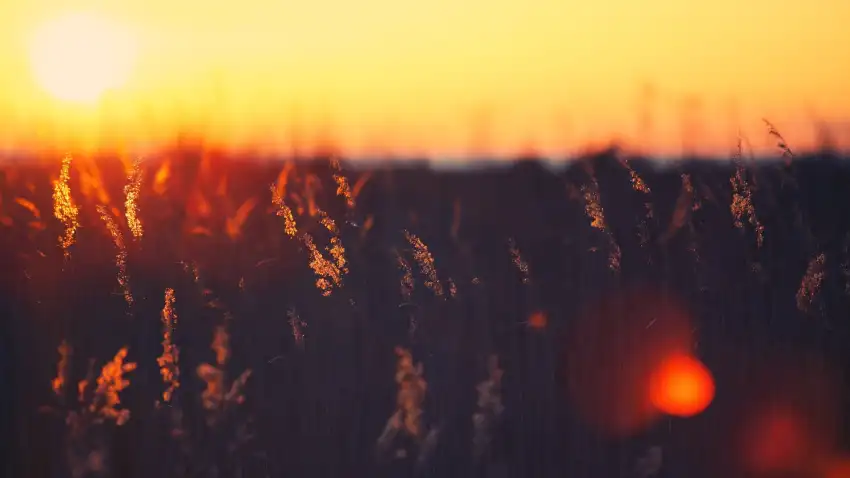 Sunset Field Background  HD Download