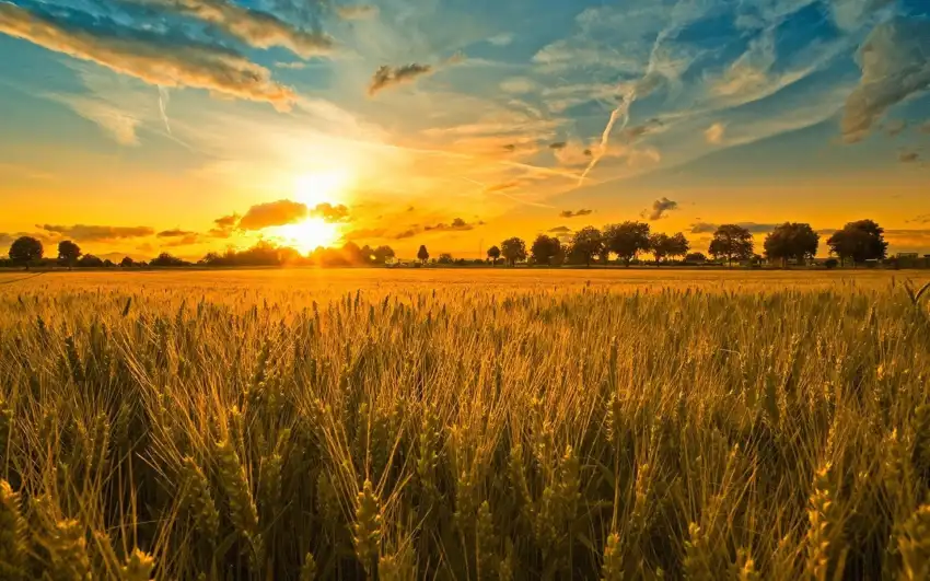 Sunset Field Background  HD Download