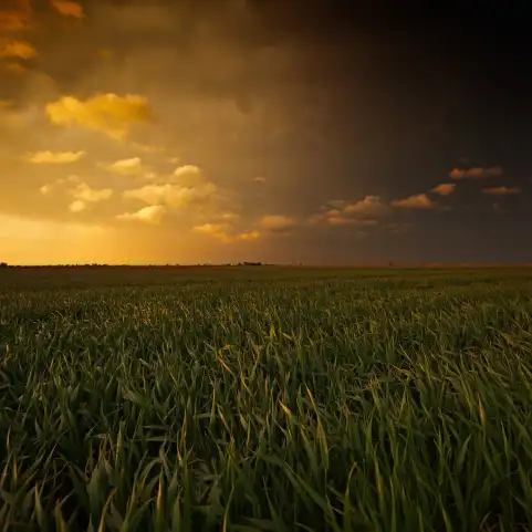 Sunset Field Background  HD Download