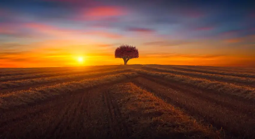 Sunset Field Background  HD Download