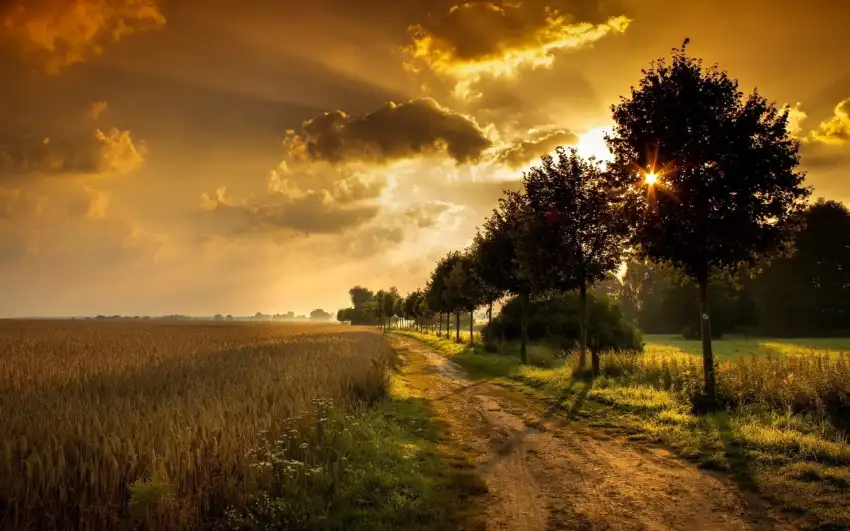 Sunset Field Background  HD Download