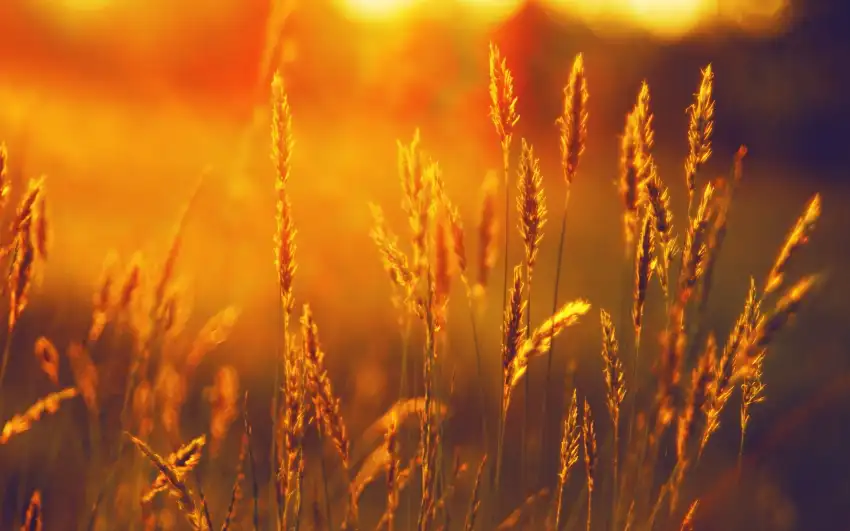 Sunset Field Background  HD Download