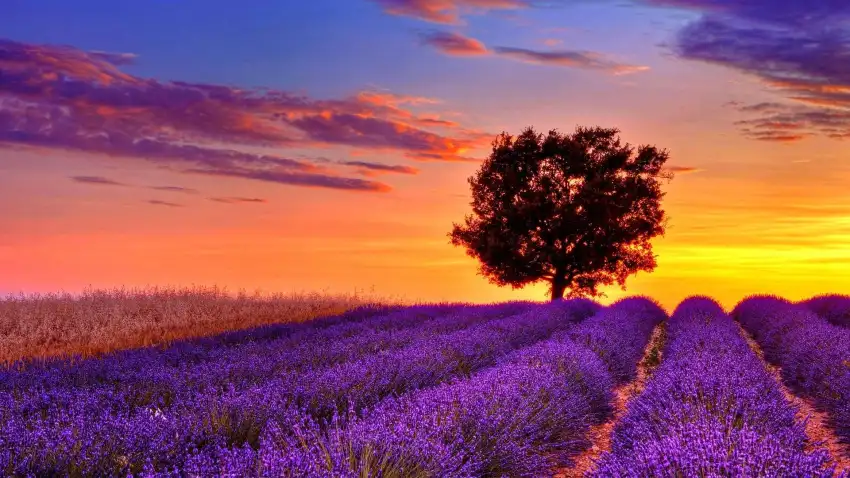 Sunset Field Background  HD Download