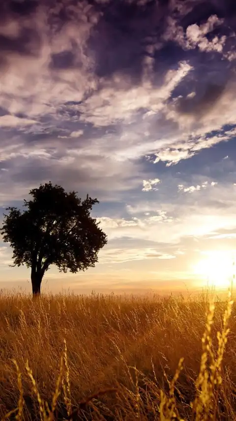 Sunset Field Background  HD Download