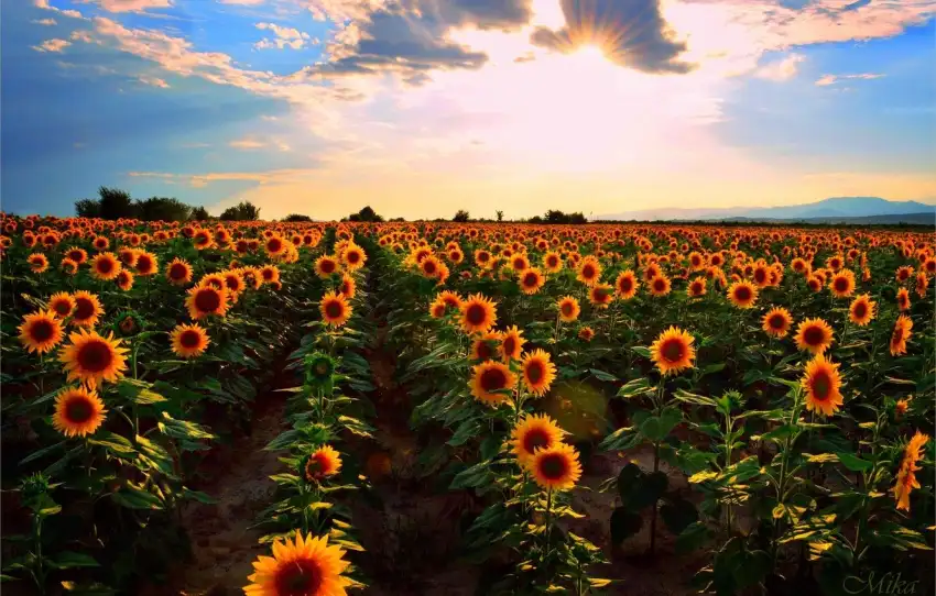 Sunset Field Background  HD Download