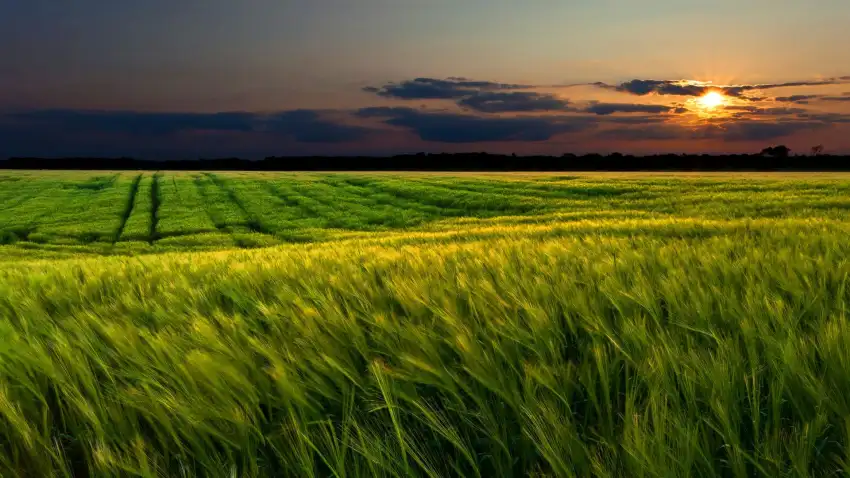 Sunset Field Background  HD Download