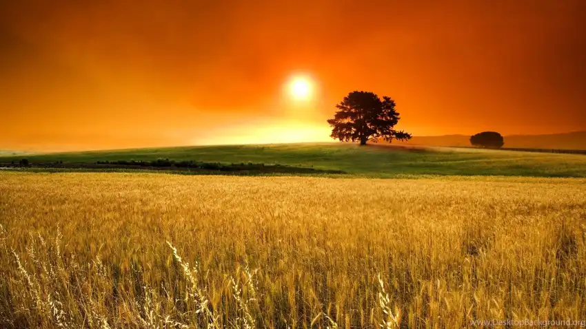 Sunset Field Background  HD Download