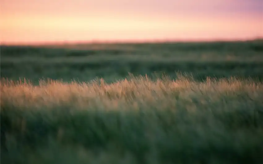 Sunset Field Background  HD Download