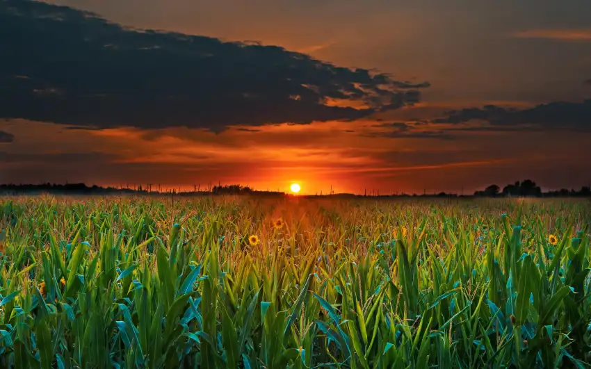 Sunset Field Background  HD Download