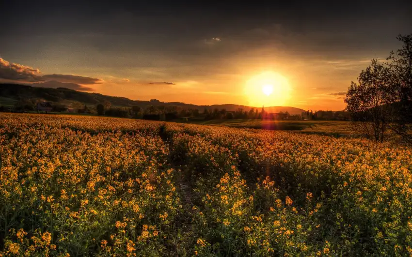 Sunset Field Background  HD Download