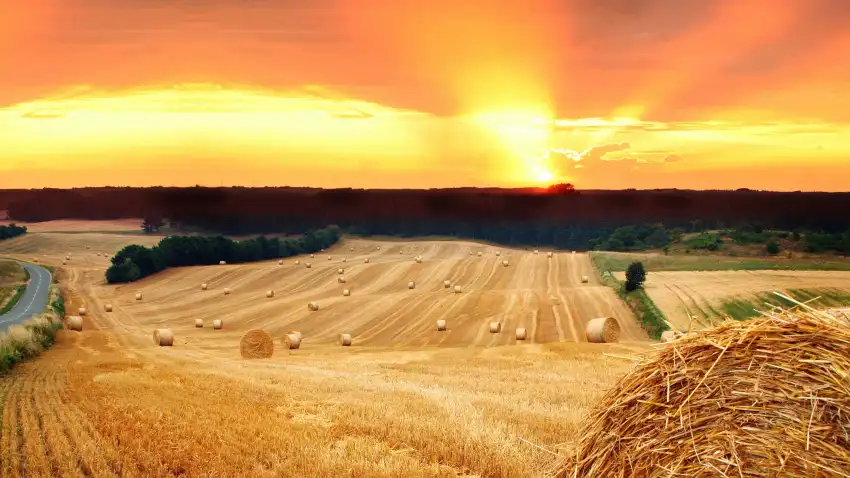 Sunset Field Background  HD Download