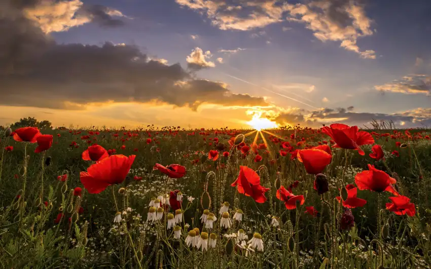 Sunset Field Background  HD Download