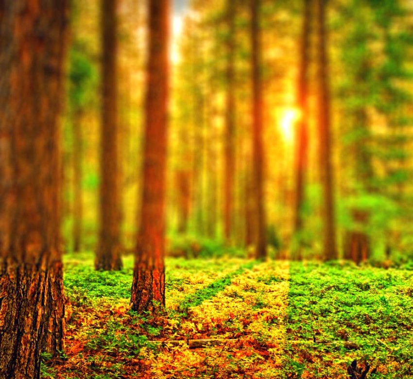 Sunset Forest Tree CB Picsart Background Full HD Free