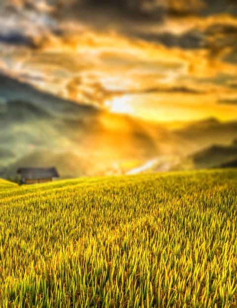 Sunset Grass CB Picsart Editing Background Full HD