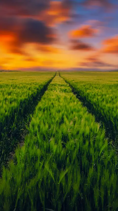 Sunset Green Grass Field Background HDDownload