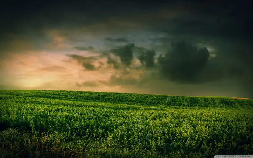 Sunset Green Grass Field Background HDDownload