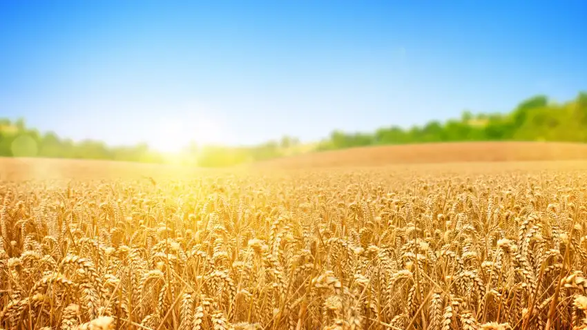 Sunset Green Wheat Field Background HD Download