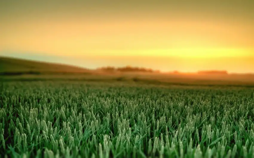 Sunset Green Wheat Field Background HD Download