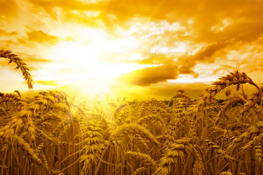 Sunset Green Wheat Field Background HD Download