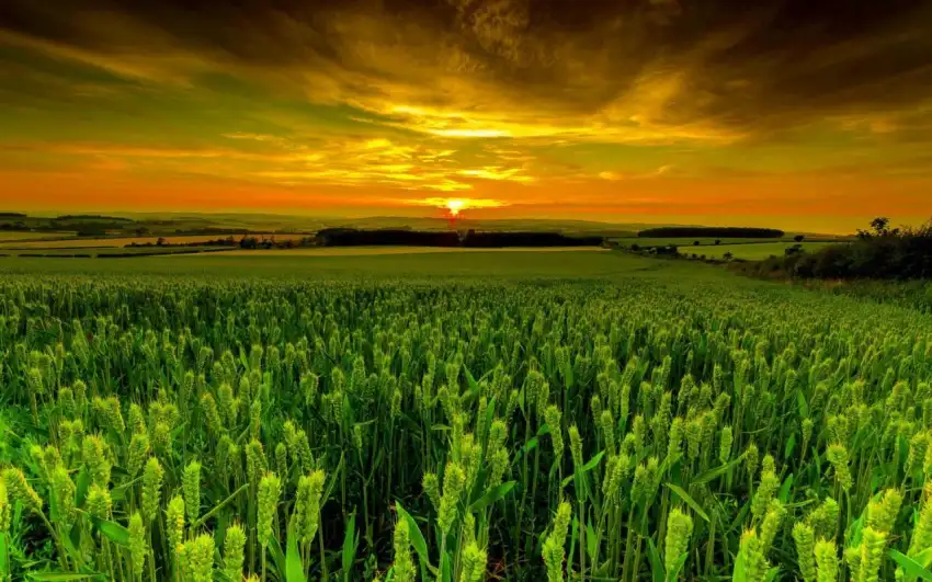 Sunset Green Wheat Field Background HD Download