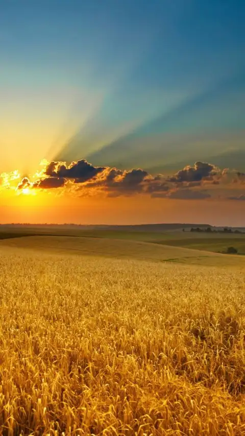 Sunset Open Field Background Wallpaper HD Download