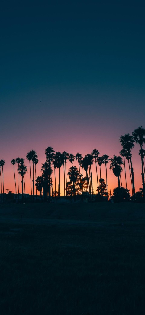 Sunset Palm Tree Background HD