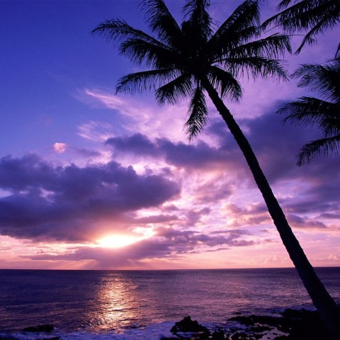 Sunset Palm Tree Background HD