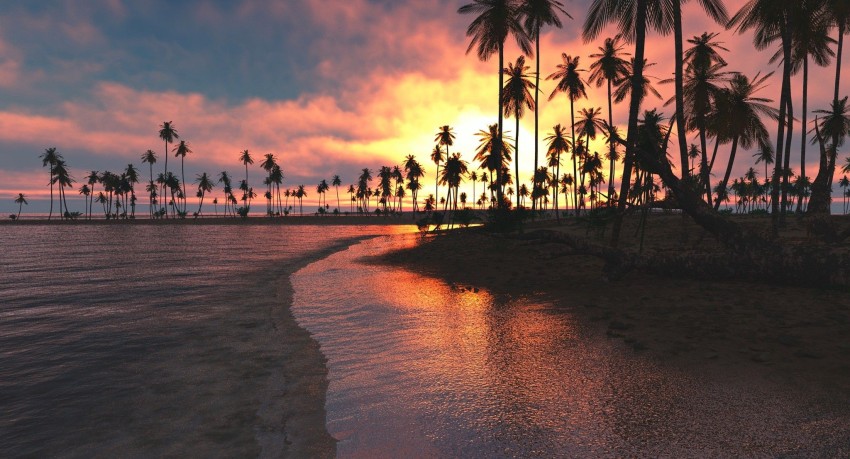 Sunset Palm Tree Background HD