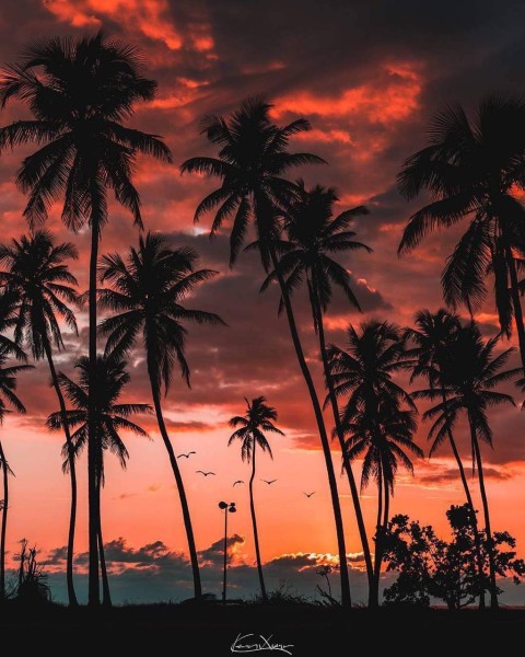 Sunset Palm Tree Background HD