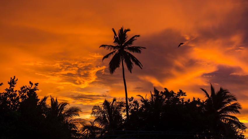 Sunset Palm Tree Background HD