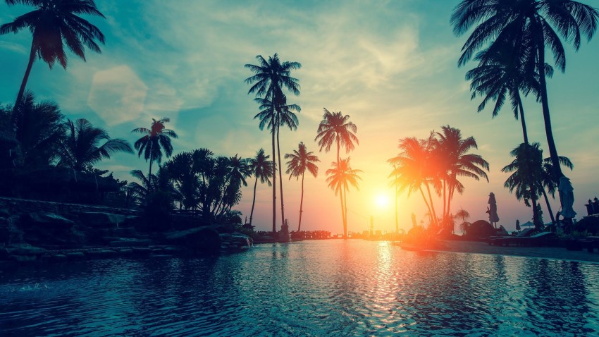 Sunset Palm Tree Background HD Donwload