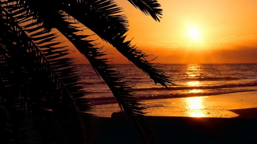 Sunset Palm Tree Background HD Donwload