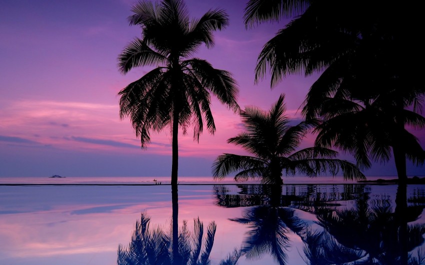 Sunset Palm Tree Background HD Donwload