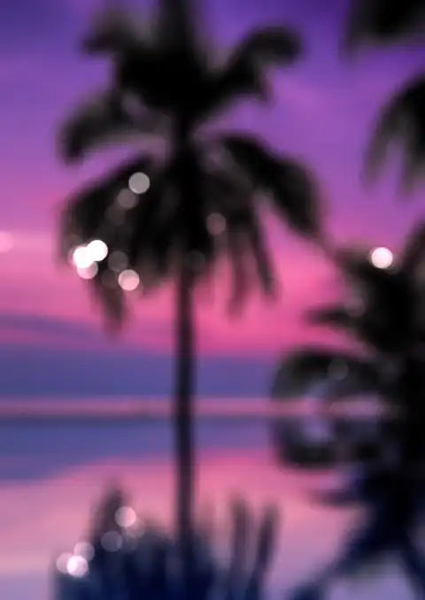 Sunset Palm Tree Background HD Donwload