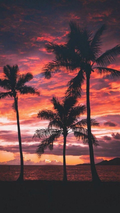 Sunset Palm Tree Background HD Free Download