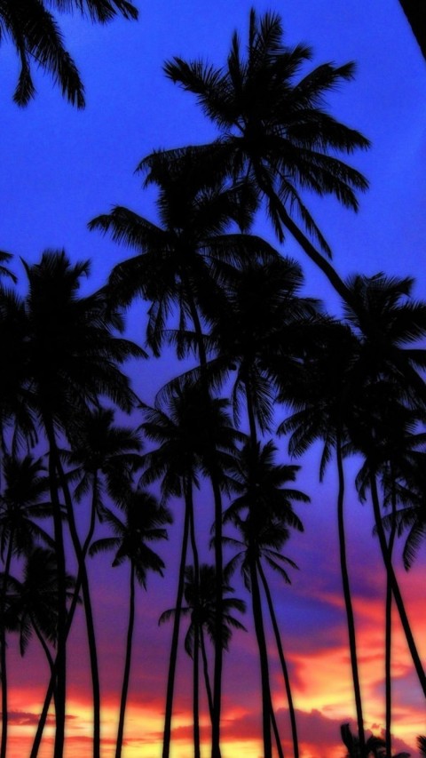 Sunset Palm Tree Background HD Free Download