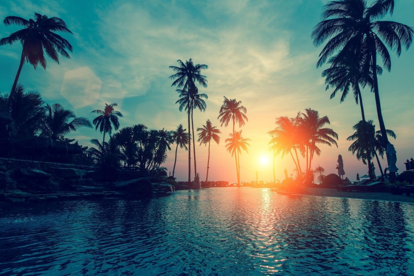 Sunset Palm Tree Background HD Photos Images